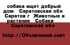 собака ищет добрый дом - Саратовская обл., Саратов г. Животные и растения » Собаки   . Саратовская обл.